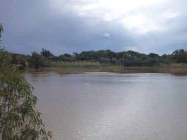 kahverengi bir dalış ile sessiz gölet