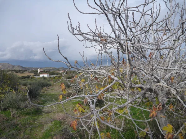 Bezlistý strom v řeckém ostrově v zimě — Stock fotografie