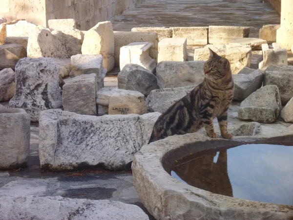 Gato típico en las piedras del castillo de limasol — Foto de Stock