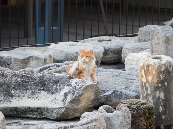 Gato típico en las piedras del castillo de limasol — Foto de Stock