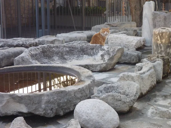 Gato típico en las piedras del castillo de limasol — Foto de Stock