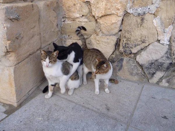 Gato típico en las piedras del castillo de limasol — Foto de Stock
