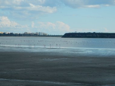 göç ile larnaka Tuz Gölü flamingolar