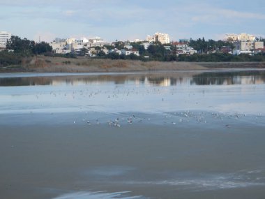 göç ile larnaka Tuz Gölü flamingolar