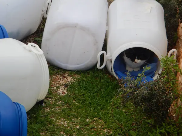 Gato que vive em um barril de plástico — Fotografia de Stock
