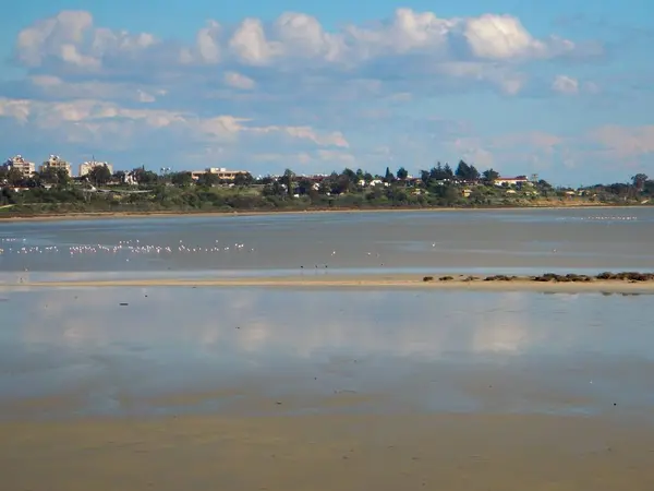 Солоне озеро Ларнака з мігруючими фламінго — стокове фото