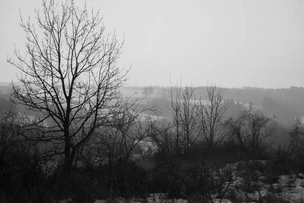 Musim dingin pedesaan panorama wit siluet pohon di matahari terbenam — Stok Foto
