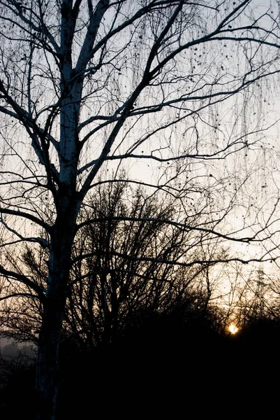 Zimní krajina panorama wit strom silueta v západu slunce — Stock fotografie