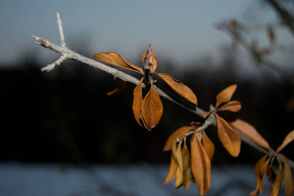 Detalle de una rama con hojas secas en invierno — Foto de Stock