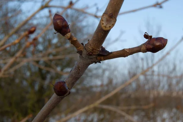 Detalhe de um ramo de castanheira no inverno — Fotografia de Stock