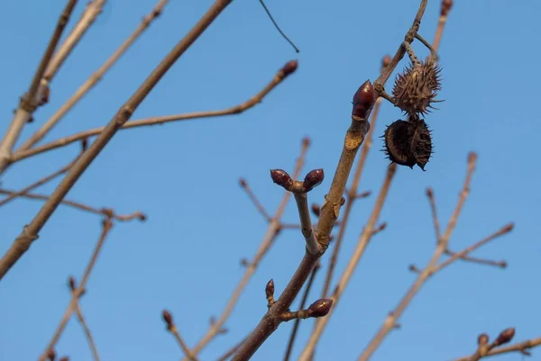 Detalhe de um ramo de castanheira no inverno — Fotografia de Stock