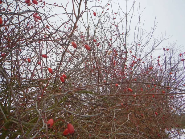 寒い冬にヒップのバラの茂み — ストック写真