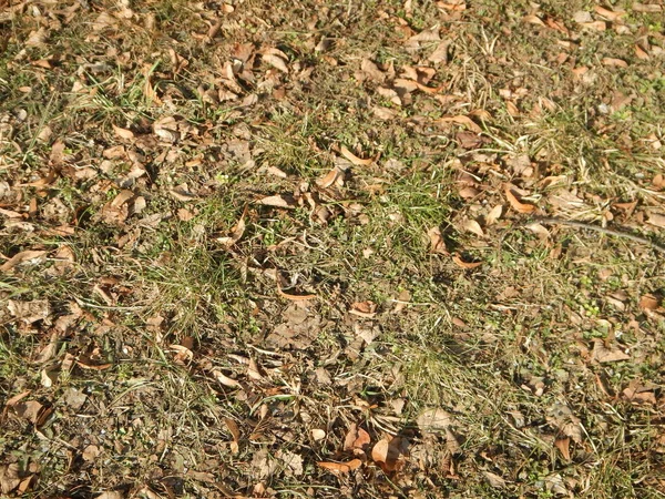 Fallna höstlöv torra på gräset — Stockfoto