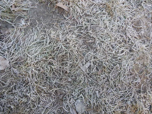 Détail d'une herbe congelée avec givre matinal — Photo