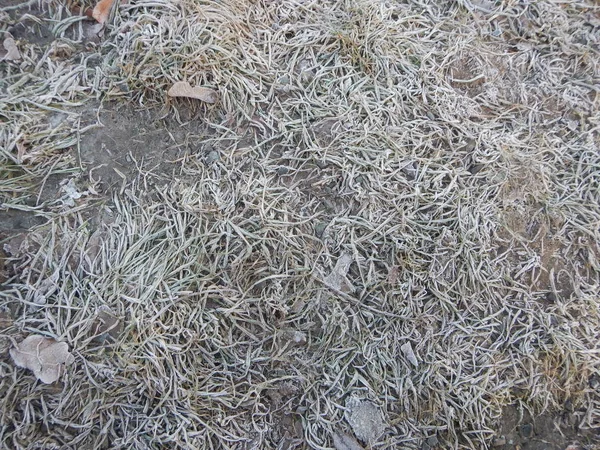 Détail d'une herbe congelée avec givre matinal — Photo