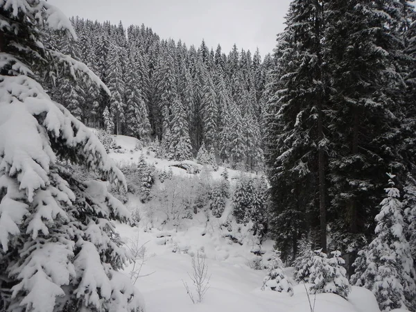 冬天  和攀爬在奥地利阿尔卑斯山 — 图库照片