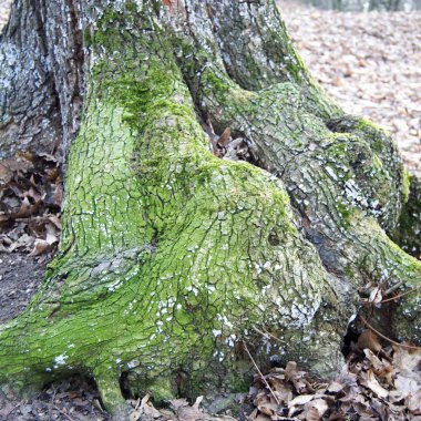 moss ile eski ağaç dalı