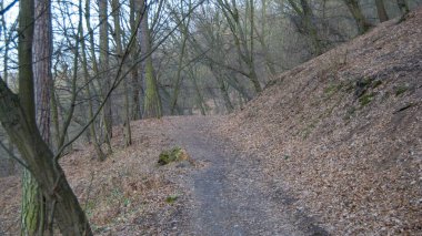 bir doğa orman ile gelen bahar