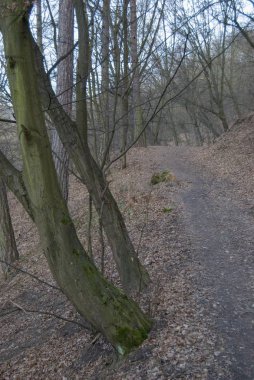 bir doğa orman ile gelen bahar