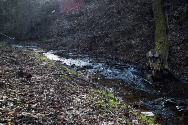 bir ormandaki yaşlı Willow'un bir akış ile bahar