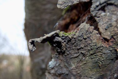 moss ile eski ağaç dalı