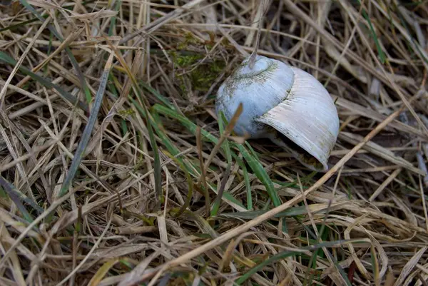 乾いた草で空のカタツムリの殻 — ストック写真