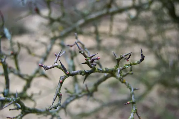 El detalle del capullo del árbol en primavera — Foto de Stock