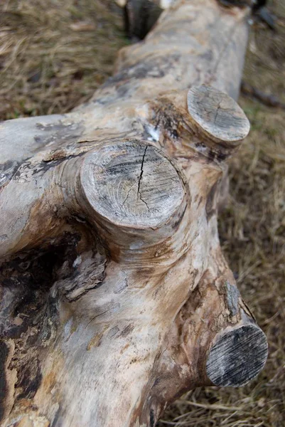 Viejo tronco seco de un árbol caído — Foto de Stock