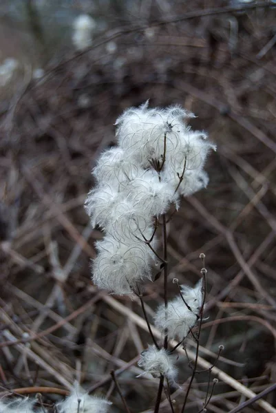Cottonlike μπάλες πάνω σε ένα κλαδί δέντρου ξηρού — Φωτογραφία Αρχείου