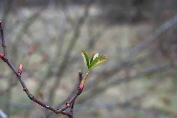 Detail einer Baumknospe im Frühling — Stockfoto