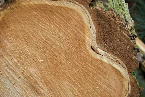 Detalle de un perfil de corte de árbol fresco — Foto de Stock