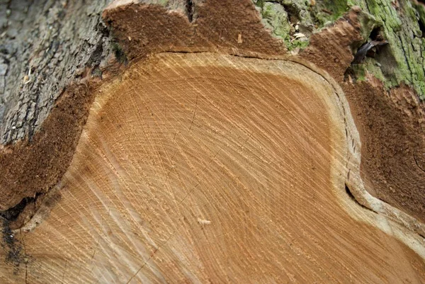 Detalle de un perfil de corte de árbol fresco — Foto de Stock