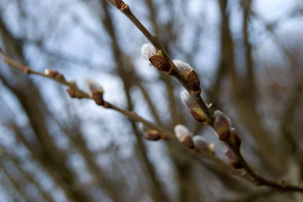 Detal drzewo Bud na wiosnę — Zdjęcie stockowe