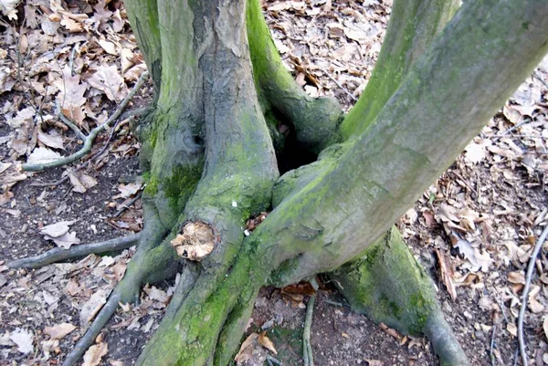 Moss ile eski ağaç dalı — Stok fotoğraf