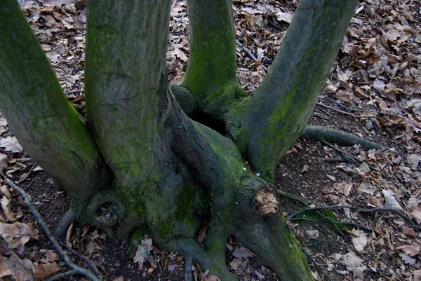 Old tree branch with moss — Stock Photo, Image