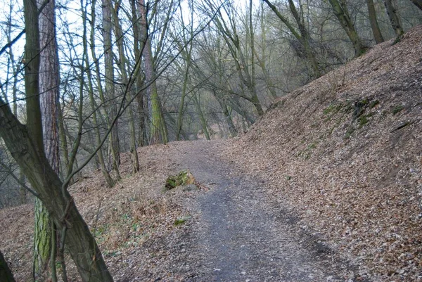 bir doğa orman ile gelen bahar