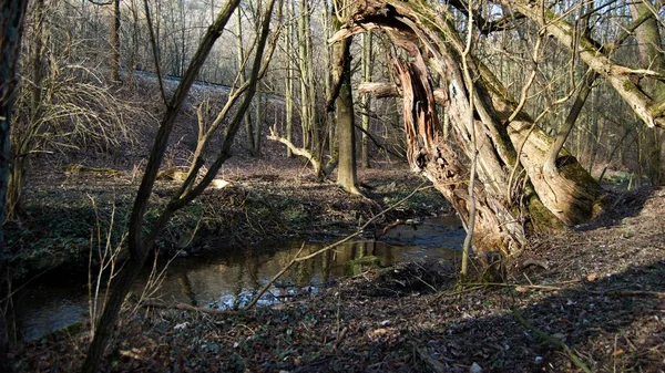Primavera in un bosco con ruscello e vecchio salice — Foto Stock