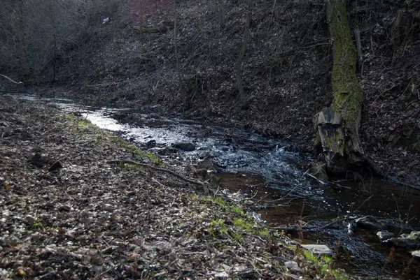 春天在森林里, 有一条小溪和古老的柳树 — 图库照片