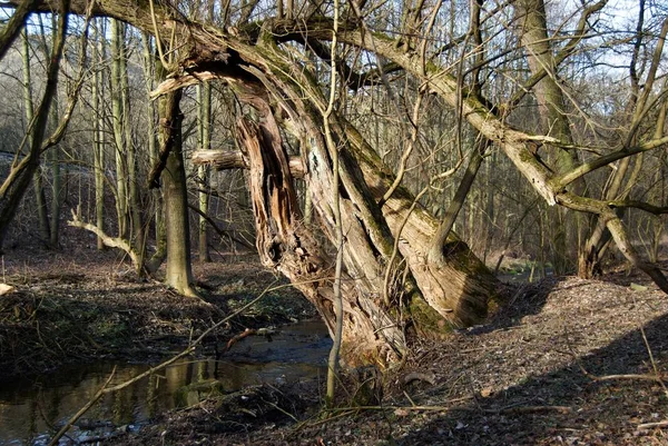 Spring in een forest met een stream en oude wilg — Stockfoto