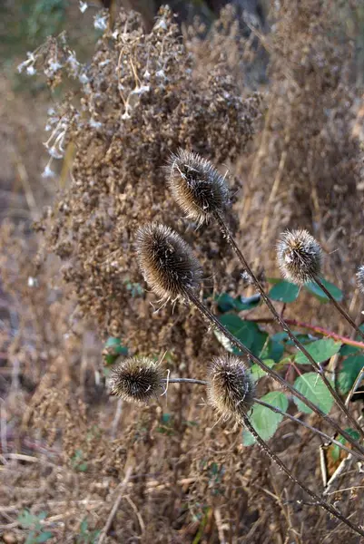 Frühling kommt in eine Natur mit Wald — Stockfoto