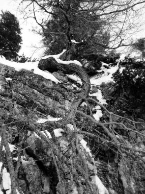 ağaç bir kayaya bükülmüş kökleri ile 