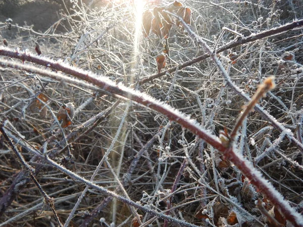 Morgen frost på et frossent græs - Stock-foto