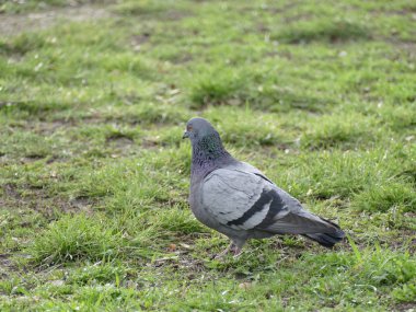 yeşil çimenlerin üzerinde gri güvercin