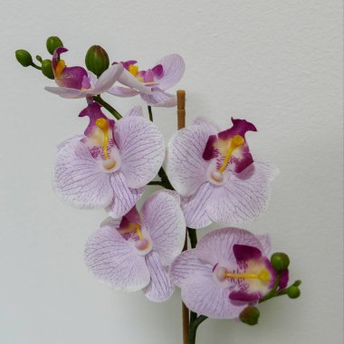 pembe ve beyaz beyaz bir arka plan üzerinde Orkide