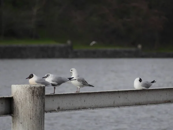 海鸥坐在河边的栏杆上 — 图库照片