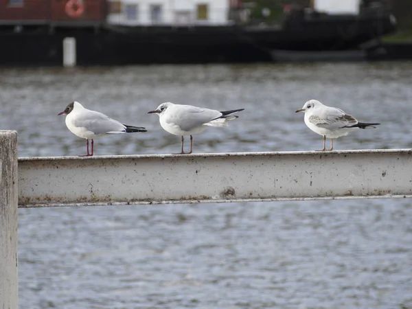 Seagull sitting on a railing by a river — Stock Photo, Image