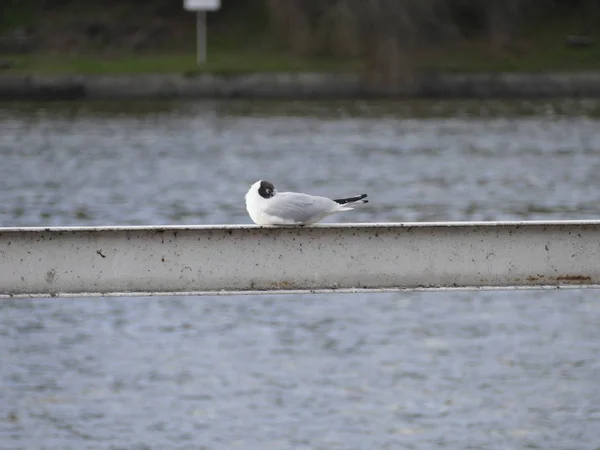 Seagull som sitter på ett räcke vid en flod — Stockfoto