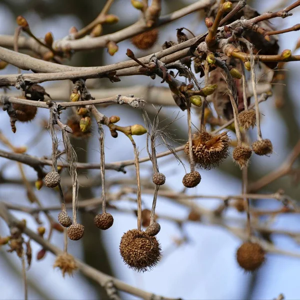 Fruto seco espetado em um ramo de árvore sem folhas — Fotografia de Stock