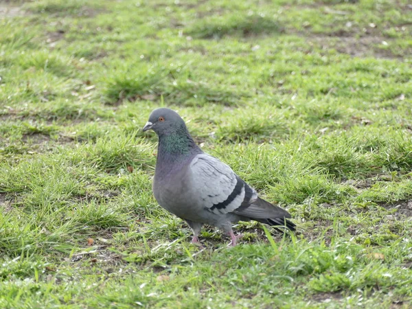 Graue Taube auf grünem Gras — Stockfoto