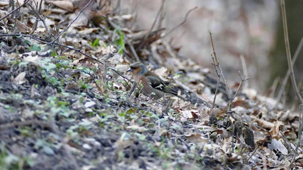 Pequeno pássaro checo em um solo — Fotografia de Stock